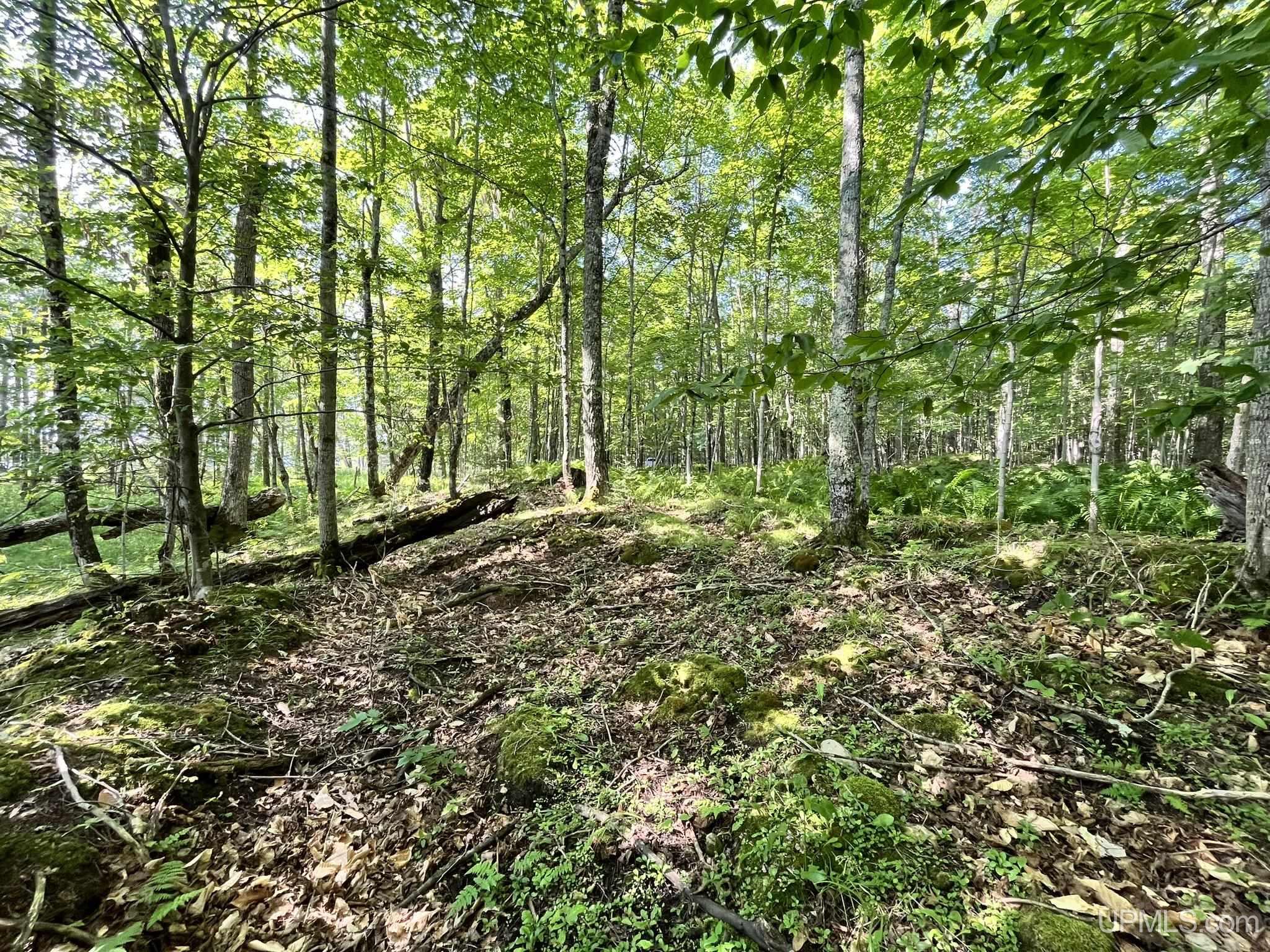 Tbd Neazor Point Road South Germfask, MI 49836 - Photo 11 of 27 Gallery Image 11