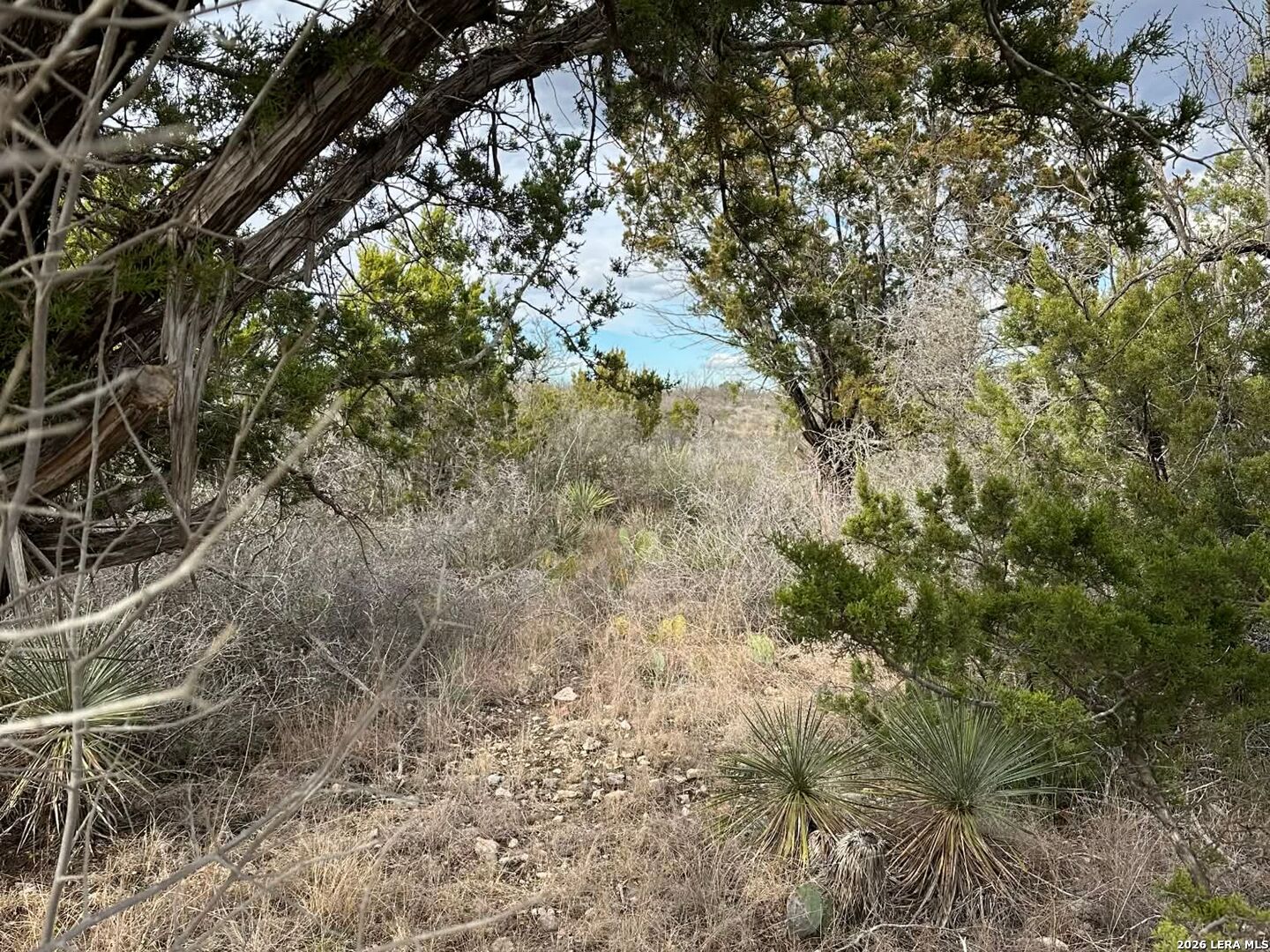 0 Cr 311 Junction, TX 76849 - Photo 5 of 10 a view of a tree in a yard