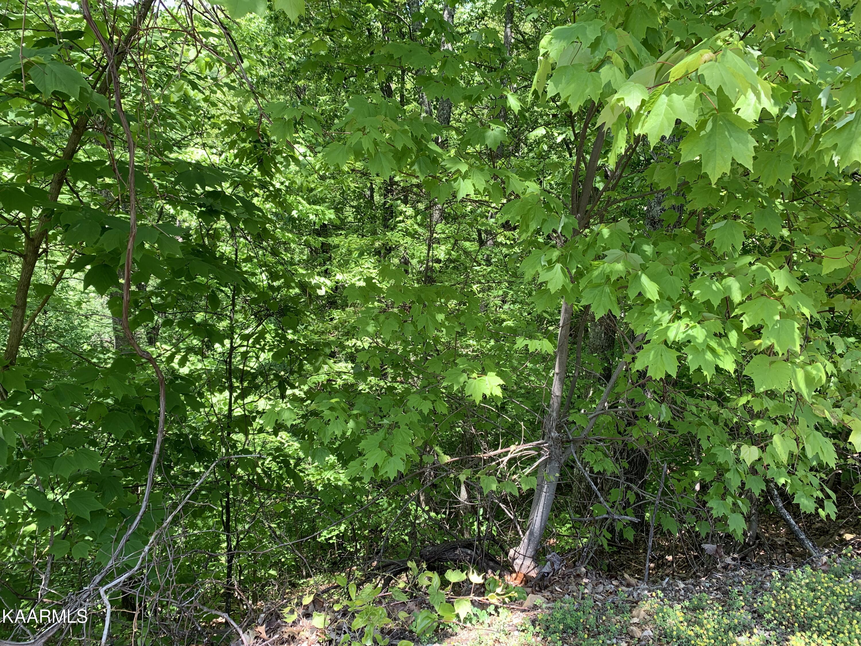 Lot 60 Redtail Road Sevierville, TN 37862 - Photo 5 of 10 IMG-7592