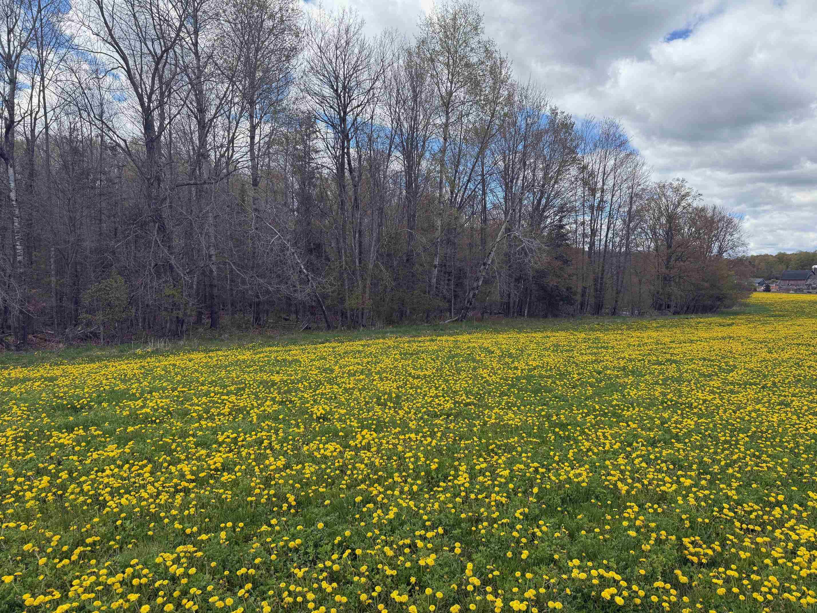 Elm Road Birnamwood, WI 54414 - Photo 7 of 22