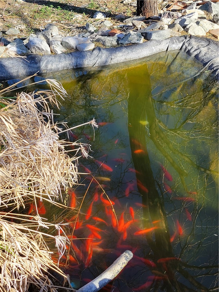 65922167 Unincorporated Parcel Needles, CA 92363 - Photo 22 of 47 a view of swimming pool