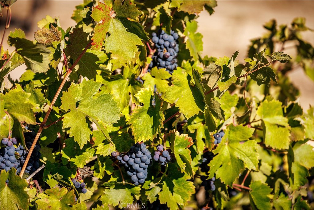 3130 Oakdale Road Paso Robles, CA 93446 - Photo 41 of 75 Grapes on the vine