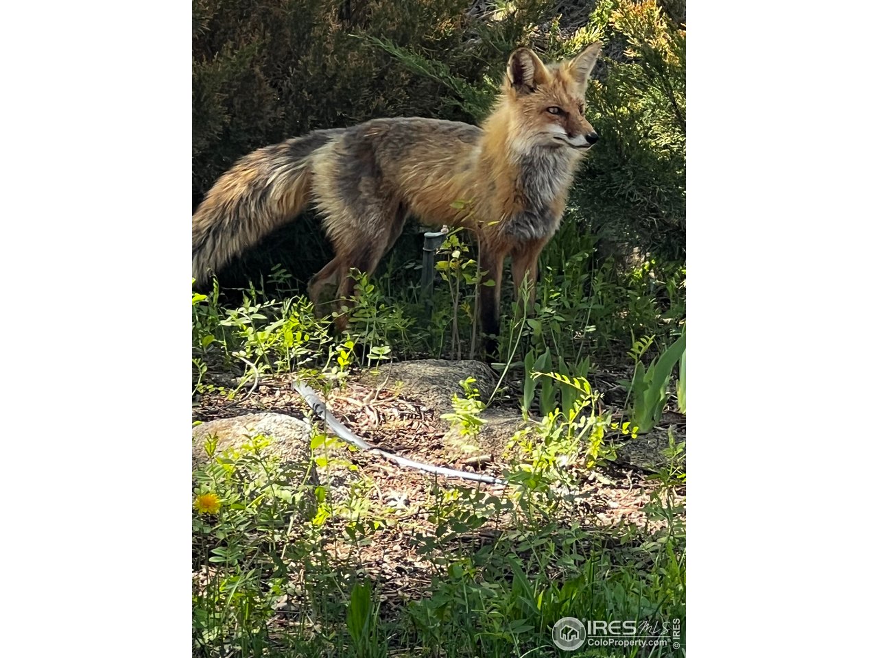 1319 County Road 83 Boulder, CO 80302 - Photo 29 of 30 a backyard of a house with lots of green space