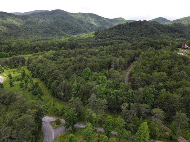 a view of a lush green forest with a street