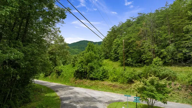 a view of a lush green forest with lots of trees