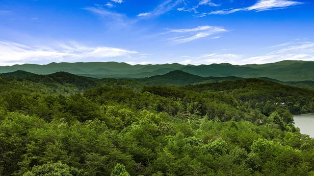 a view of a yard with plants and a small yard