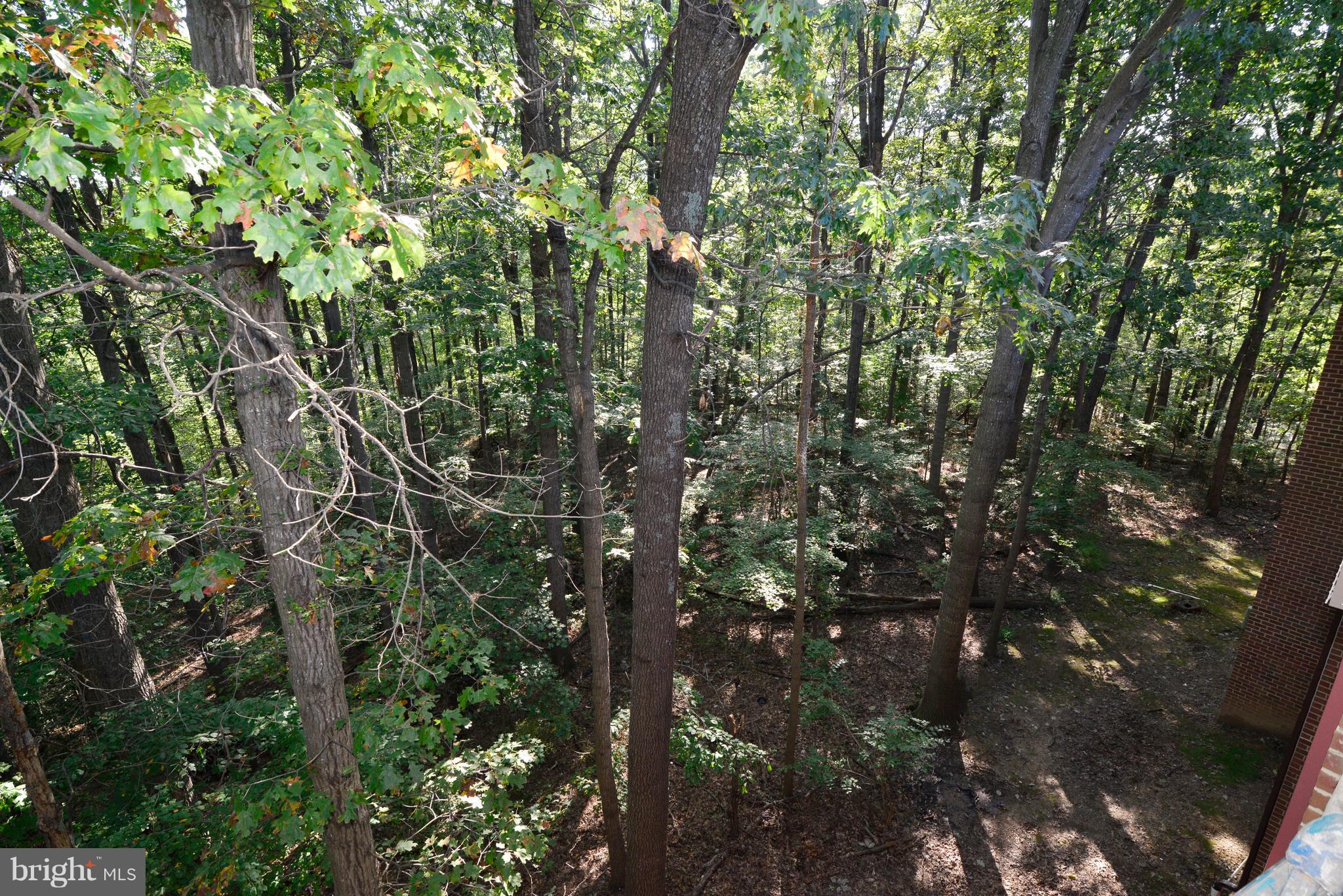 11803 Breton Court, Unit 32C Reston, VA 20191 - Photo 9 of 23 a view of a tree