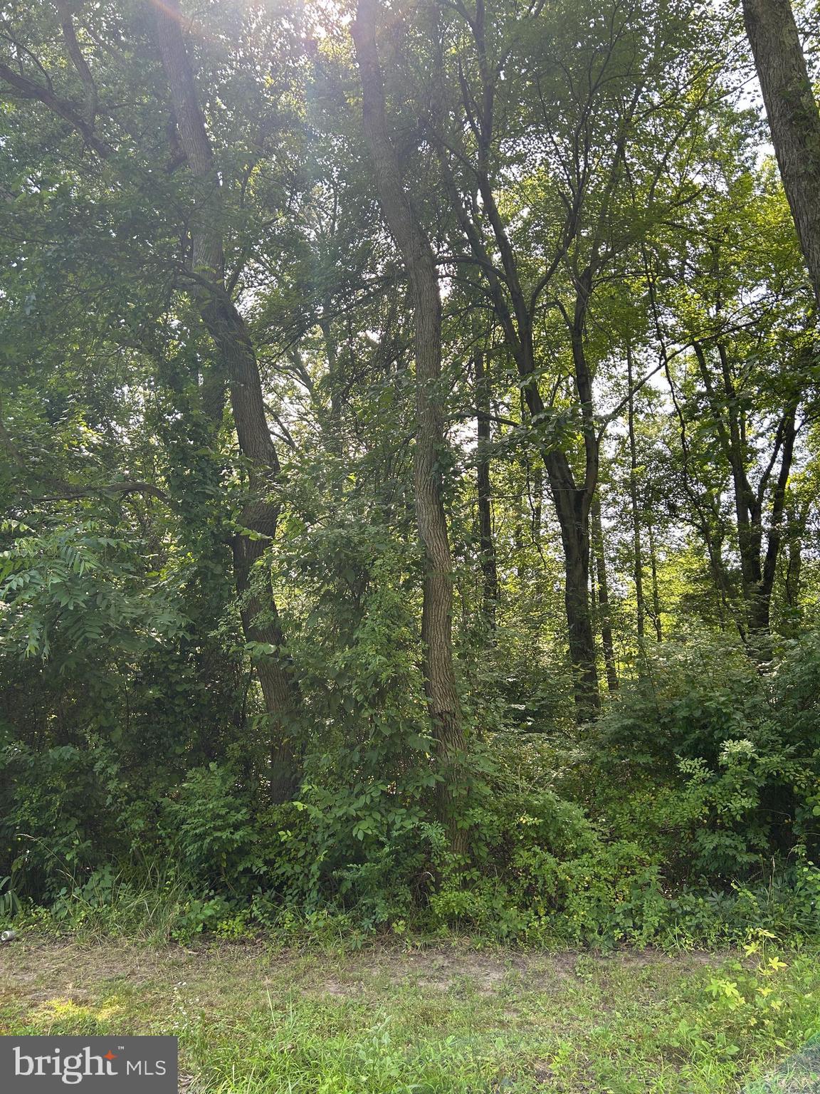 Chesterville Forest Road, Unit PARCEL 60 Millington, MD 21651 - Photo 3 of 3 a view of a forest with trees in the background