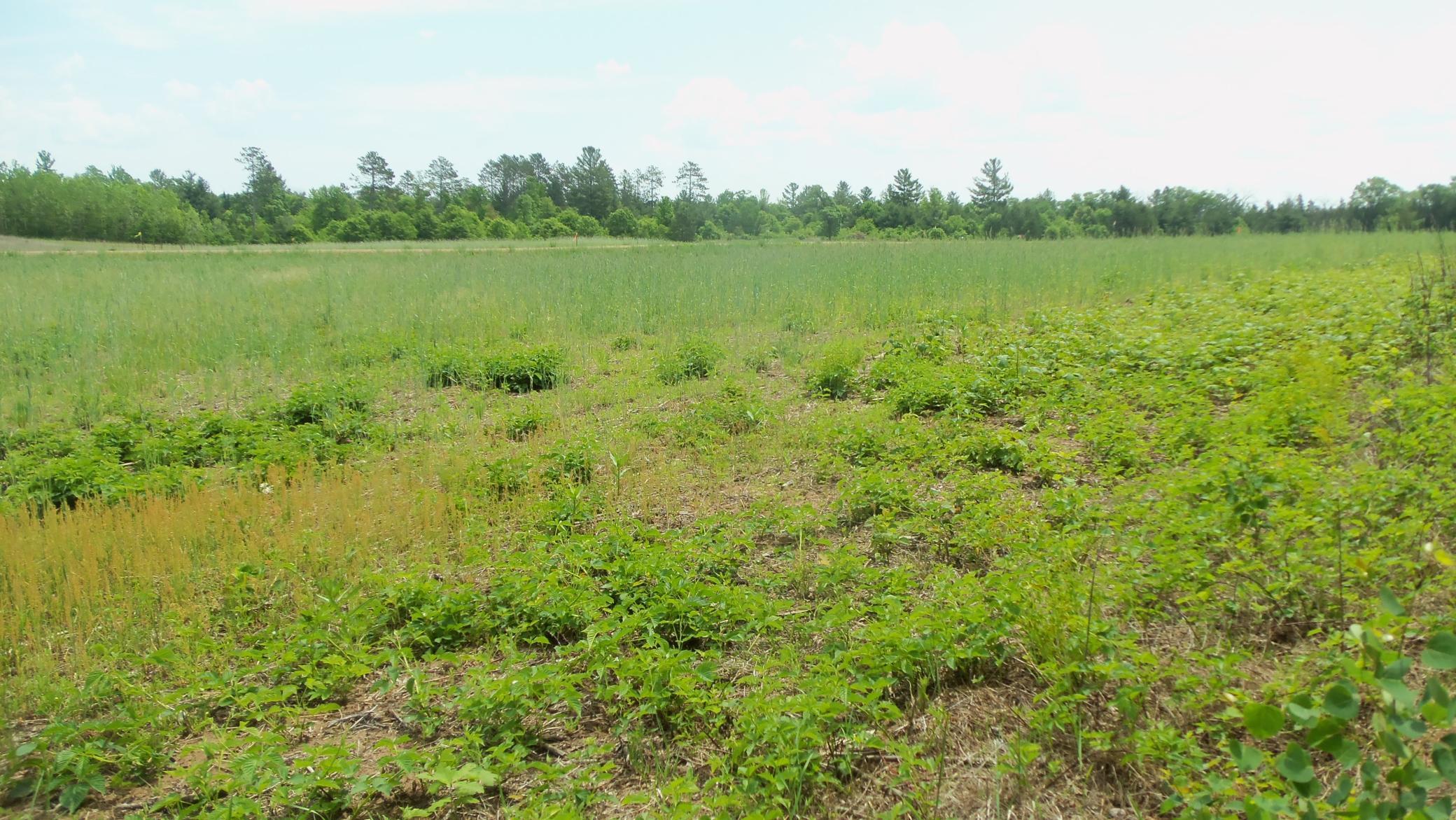 Lot 21 Maple Lane Siren, WI 54872 - Photo 4 of 9