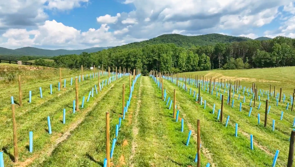 Lot 105 Twisted Oak Road Talking Rock, GA 30175 - Photo 13 of 15 a view of an outdoor space and a lake view