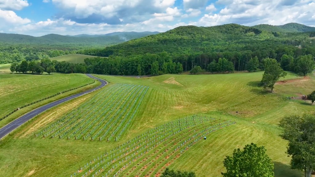 Lot 105 Twisted Oak Road Talking Rock, GA 30175 - Photo 14 of 15 a view of a green field with clear sky