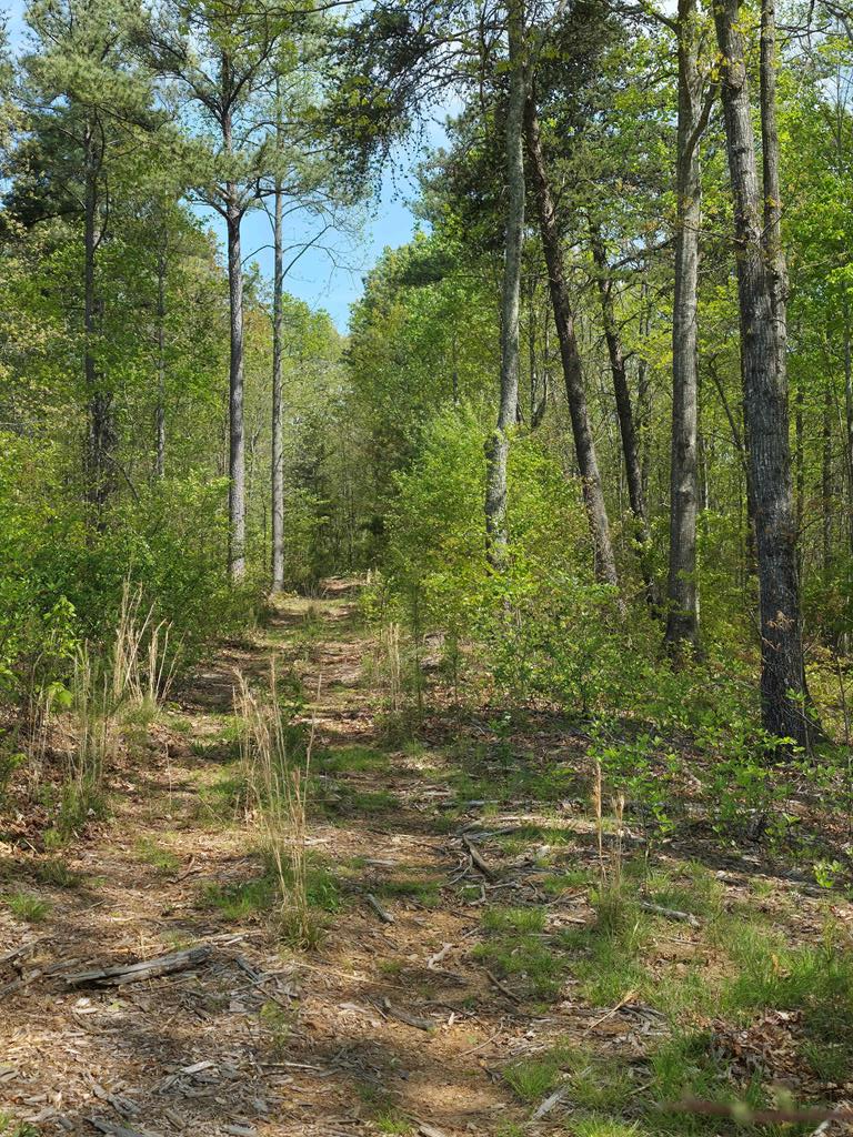 Lot 105 Twisted Oak Road Talking Rock, GA 30175 - Photo 6 of 15