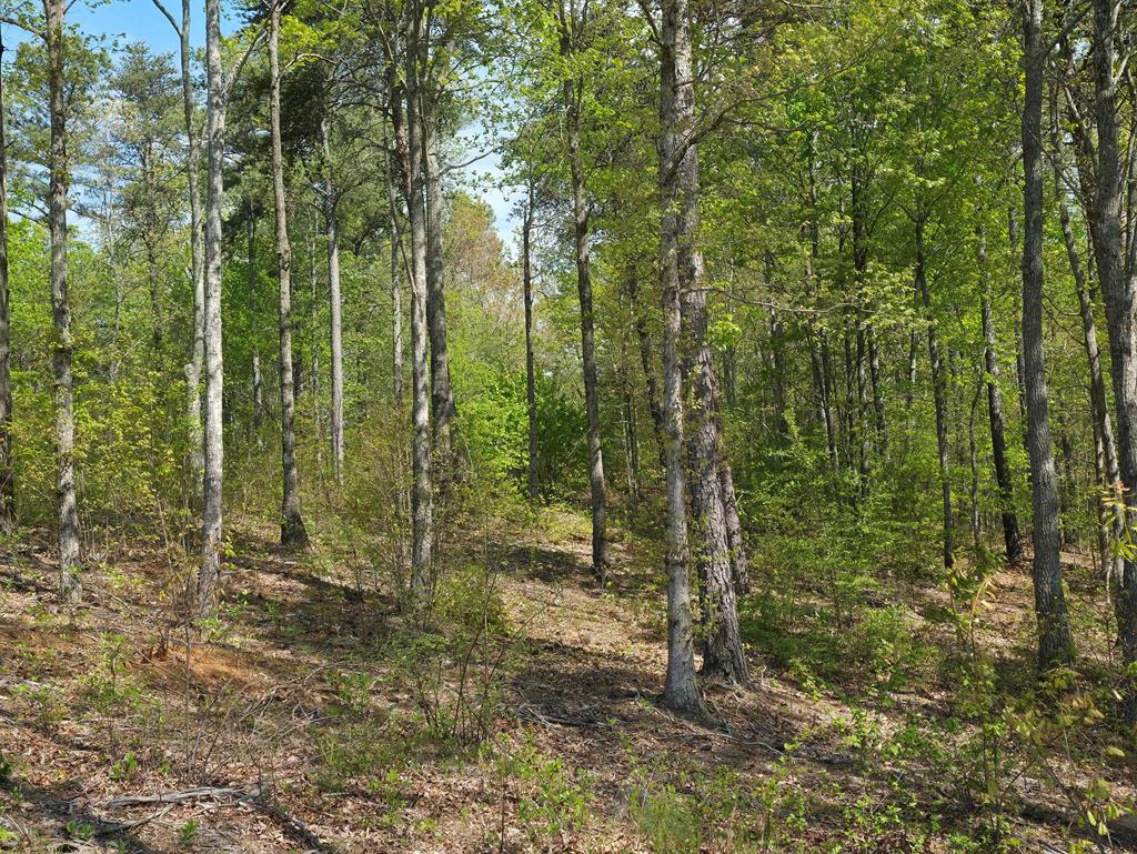 Lot 105 Twisted Oak Road Talking Rock, GA 30175 - Photo 9 of 15 a view of an outdoor space