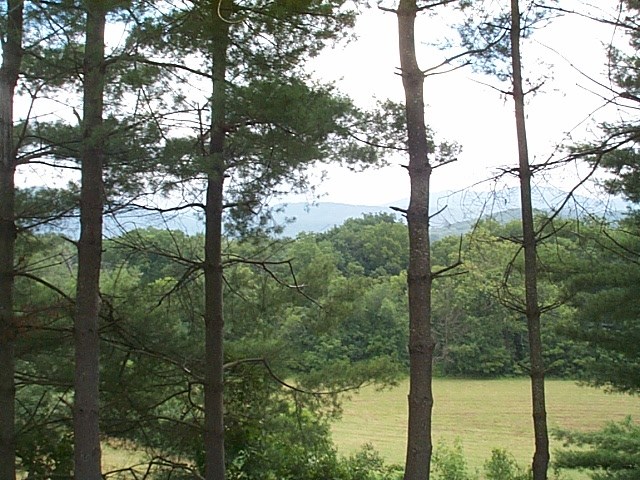 1541 Duke Road Waynesboro, VA 22980 - Photo 6 of 50 a view of a forest from a tree
