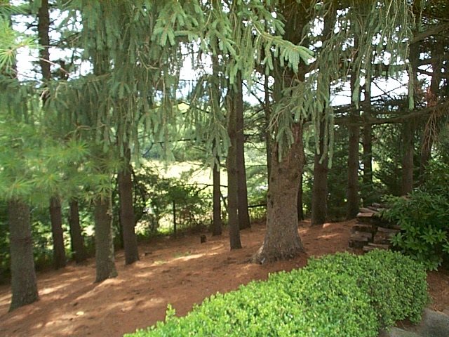 1541 Duke Road Waynesboro, VA 22980 - Photo 7 of 50 a view of backyard with green space