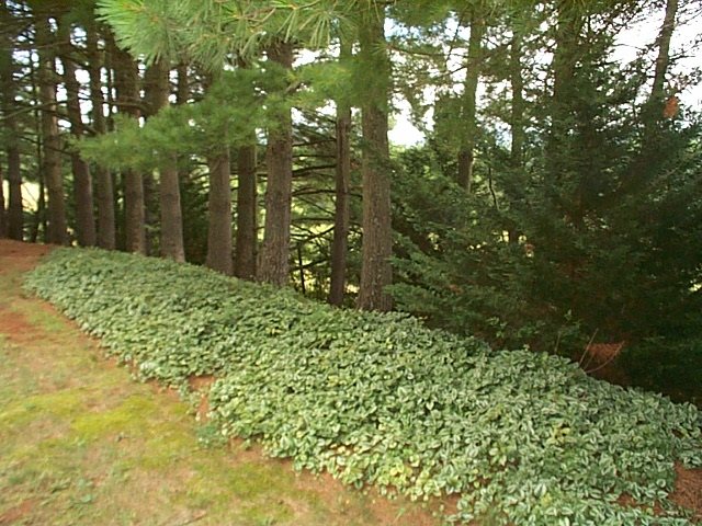 1541 Duke Road Waynesboro, VA 22980 - Photo 9 of 50 a view of a garden