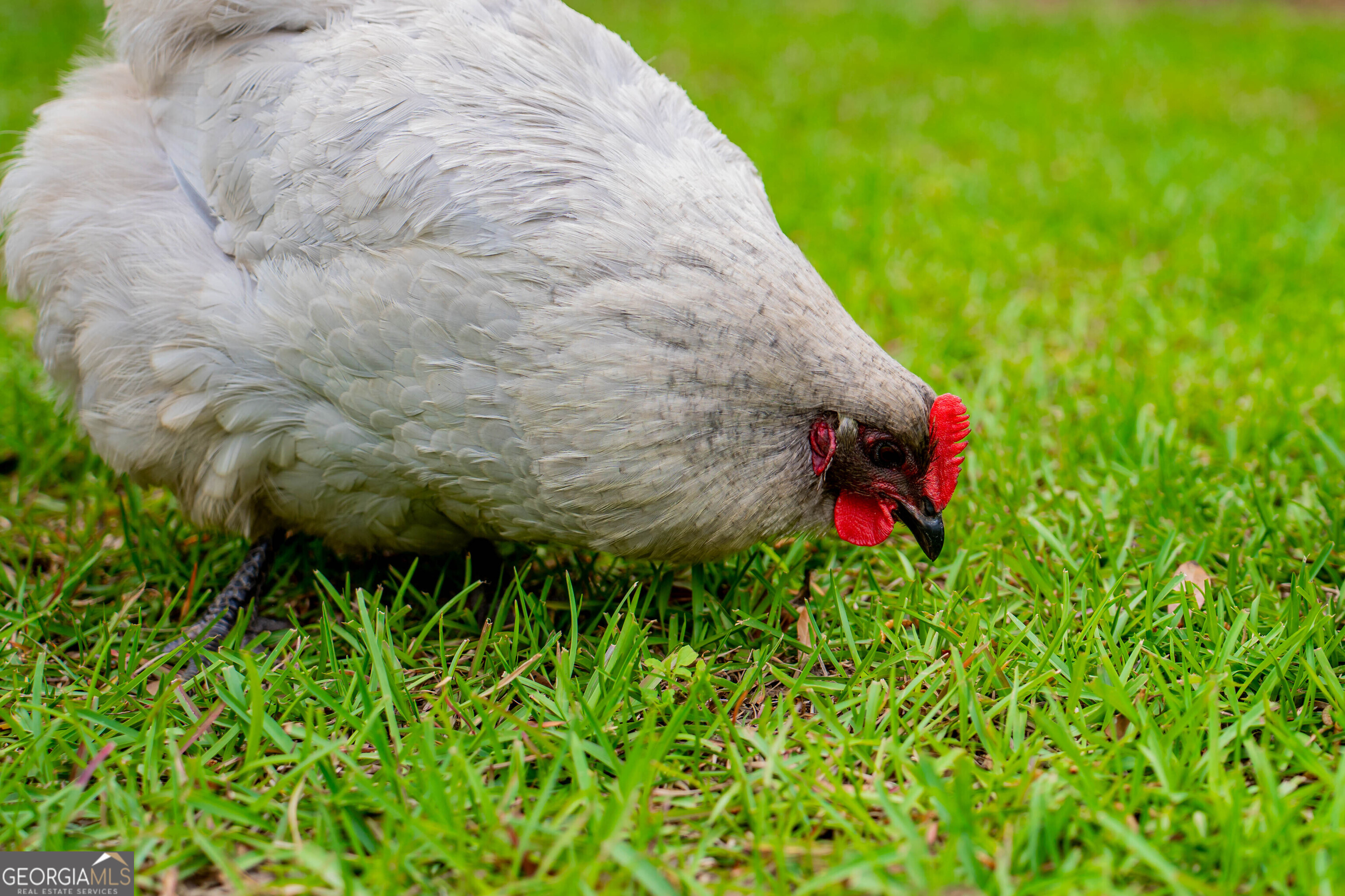 195 Twilight Church Road Colquitt, GA 39837 - Photo 65 of 66