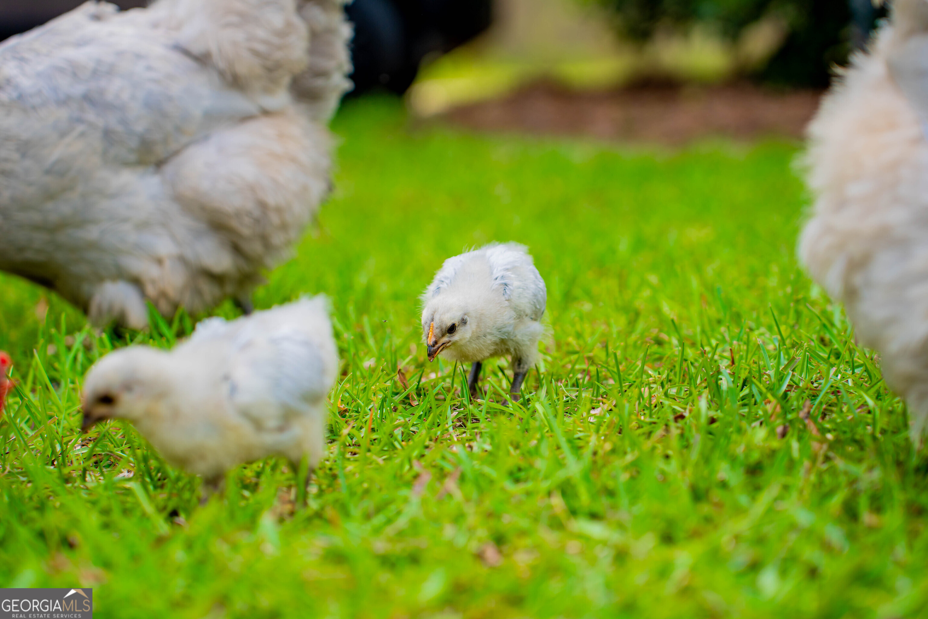 195 Twilight Church Road Colquitt, GA 39837 - Photo 66 of 66