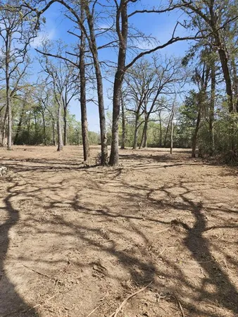 a view of empty space with large trees