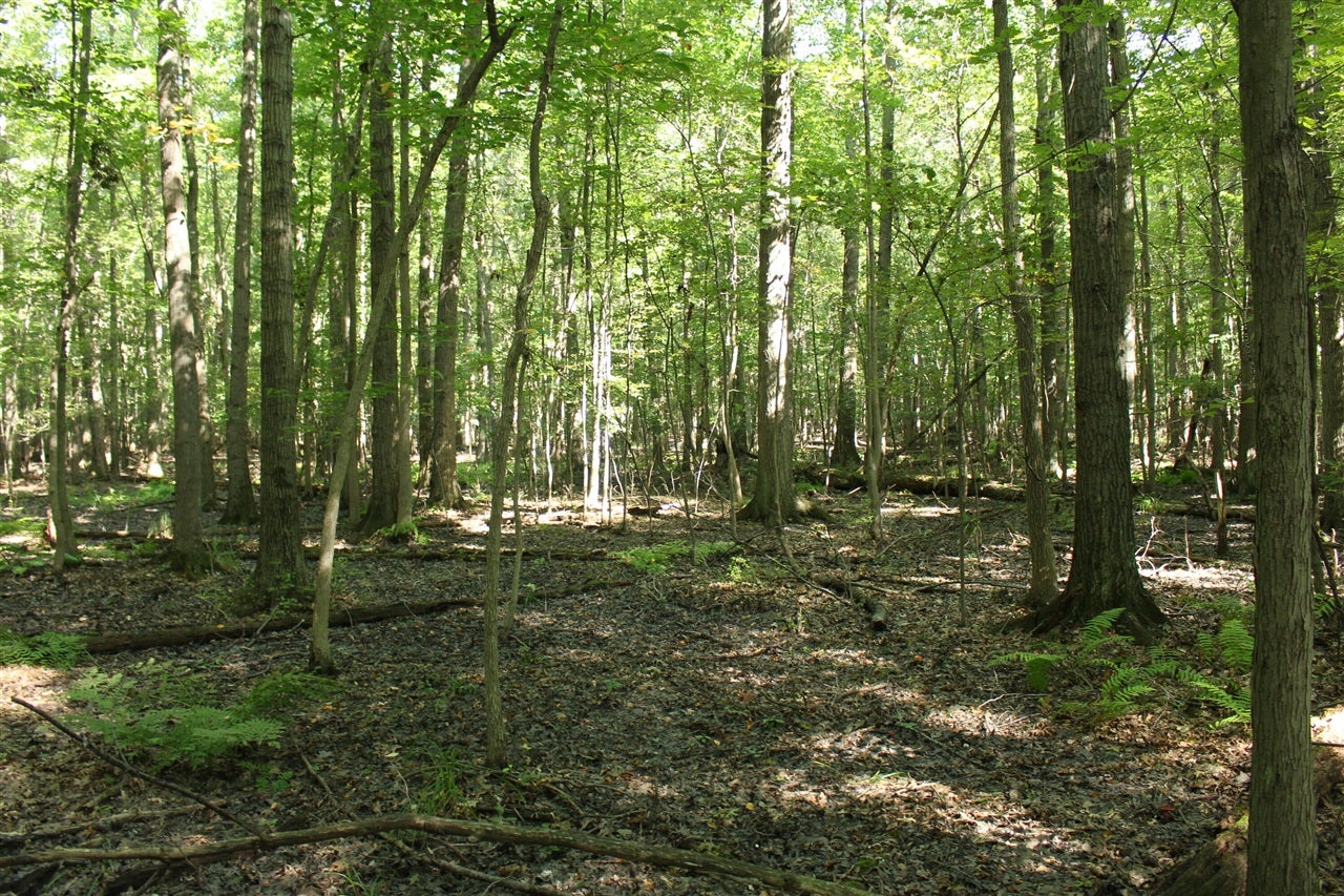 4.26 A Madsen Road Birch Run, MI 48415 - Photo 17 of 24 Gallery Image 17