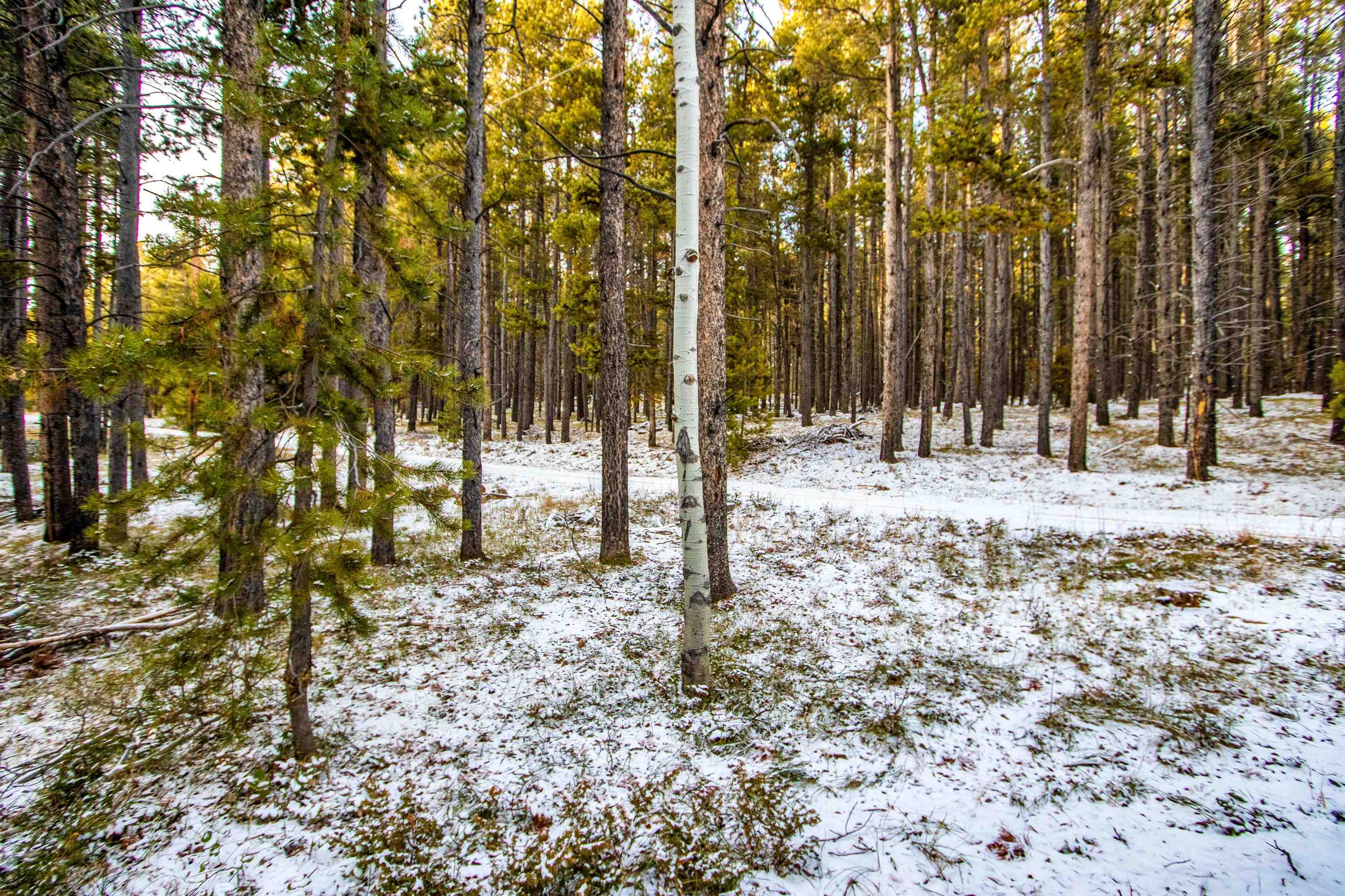 299 West Cliff Road Casper, WY 82601 - Photo 6 of 15