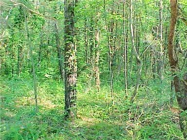343 Echo Point Farm Road Bronston, KY 42518 - Photo 7 of 7 5