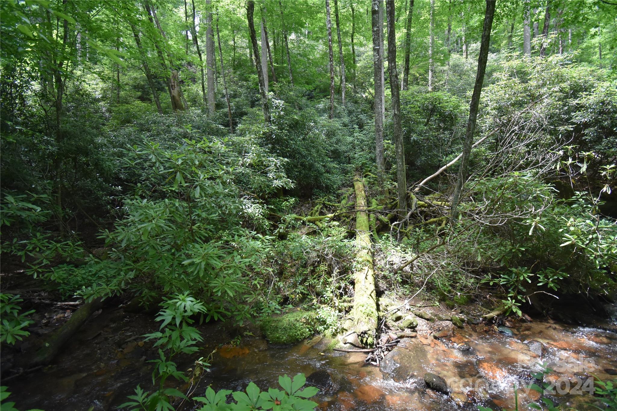 0 Watia Road Bryson City, NC 28713 - Photo 3 of 17 a view of a forest with trees