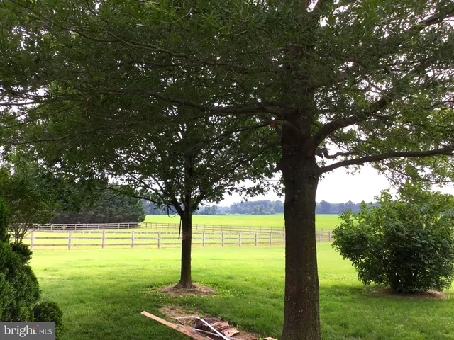 a view of a trees in a yard