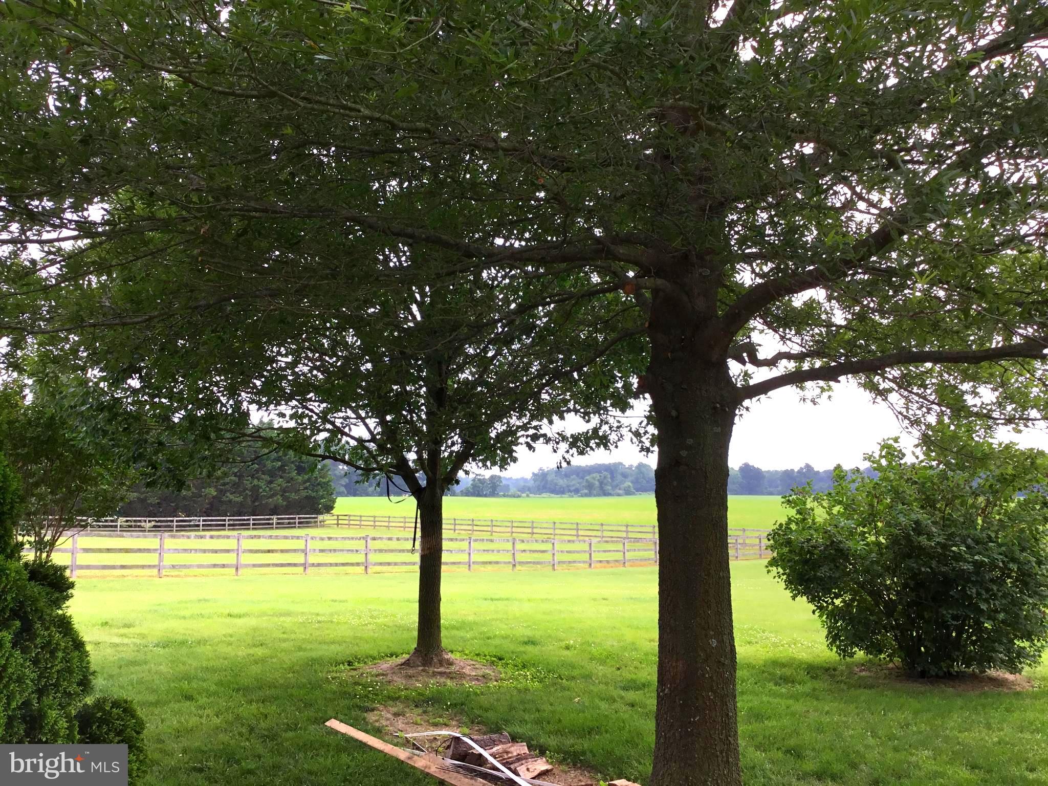 272 Granny Branch Road Church Hill, MD 21623 - Photo 12 of 14 a view of a trees in a yard