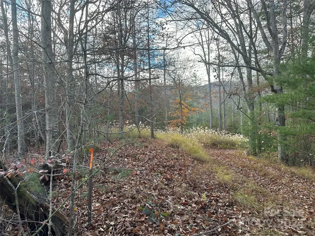 a view of a forest with a tree