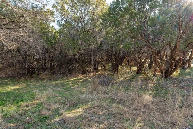 a view of a forest with trees in the background