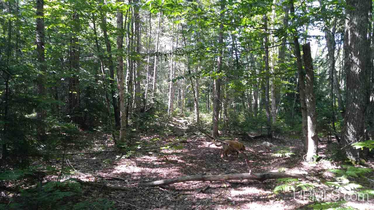 33-acres Sigar Camp Road Seney, MI 49883 - Photo 7 of 22