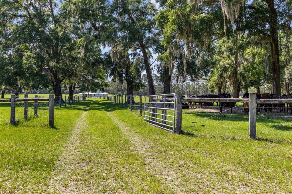 4639 Southwest Wilson Springs Road Fort White, FL 32038 - Photo 3 of 36 a swimming pool with some trees in the background