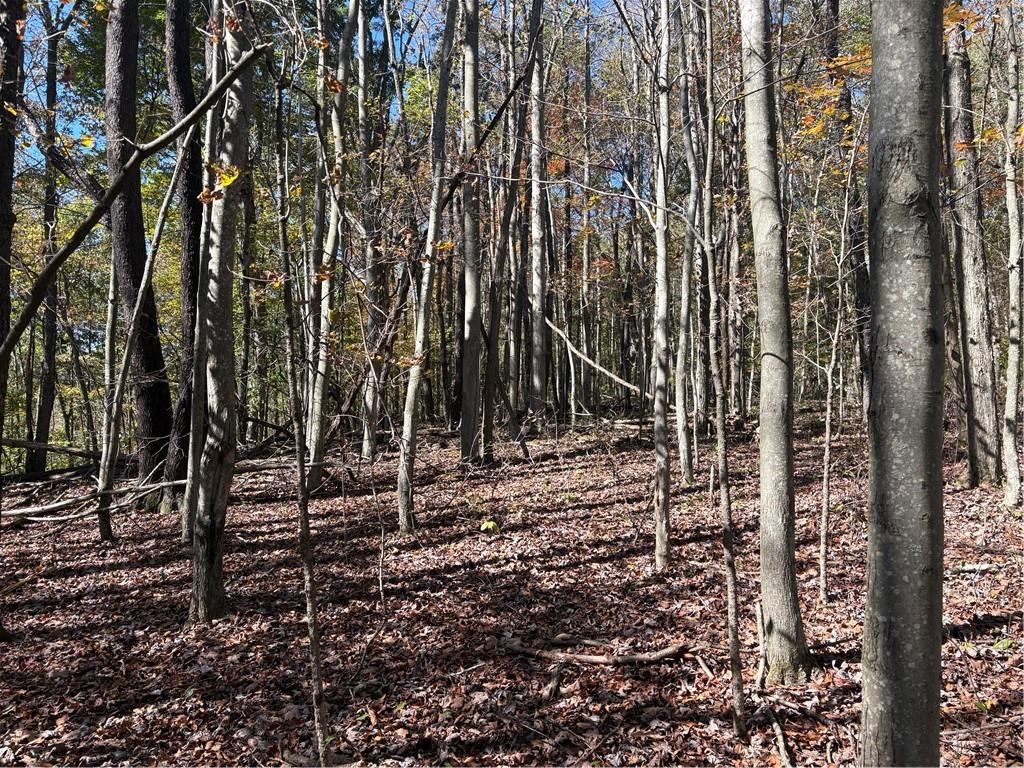 103 Wash Run Road White, PA 15490 - Photo 32 of 35 a view of a forest with trees