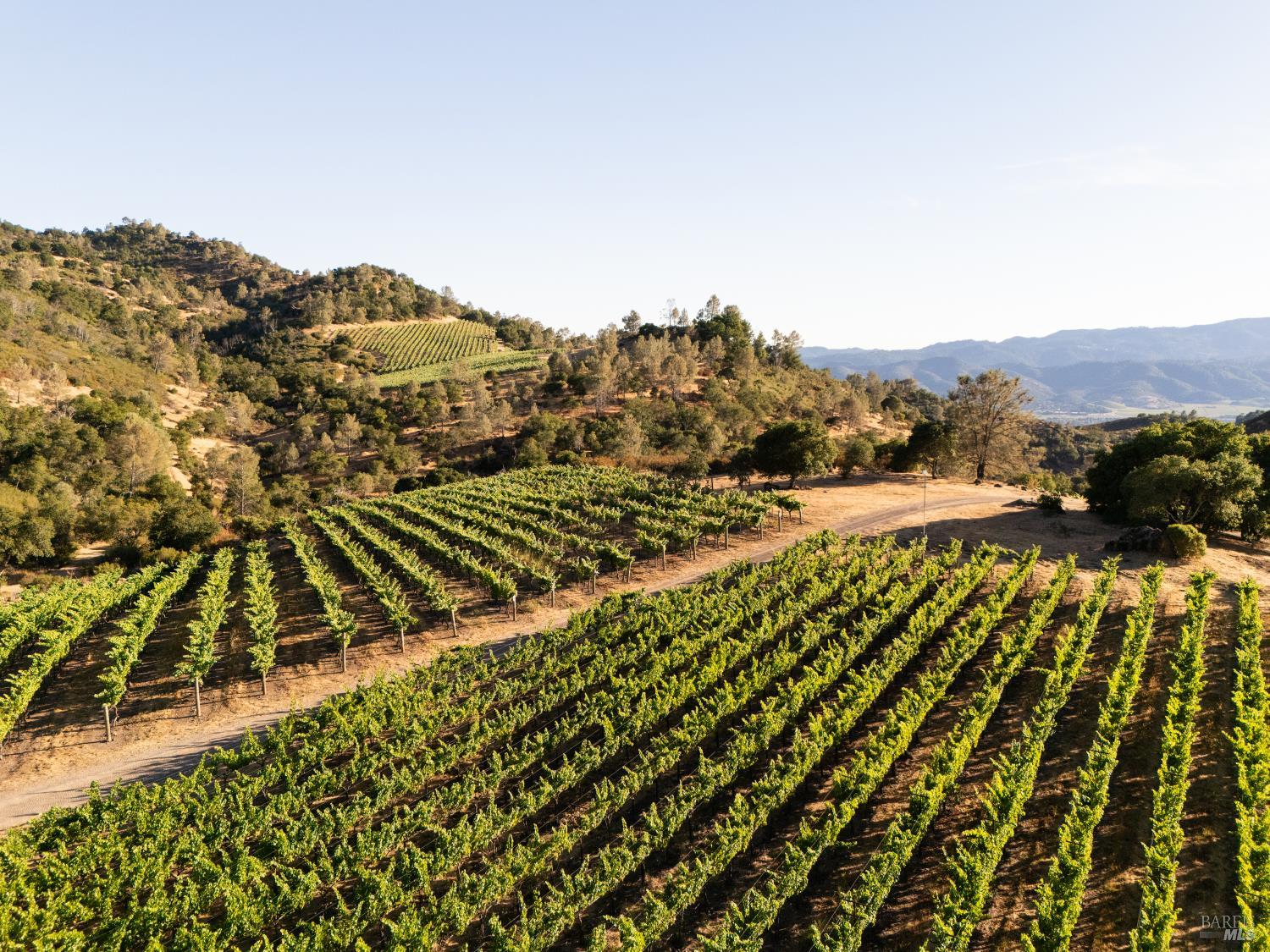 3231 Soda Canyon Road Napa, CA 94558 - Photo 4 of 8 21.5+ acres planted