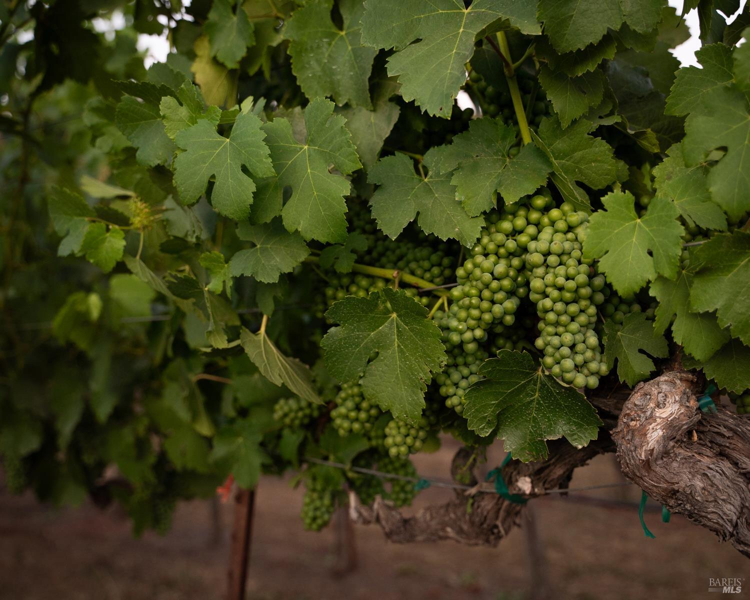 3231 Soda Canyon Road Napa, CA 94558 - Photo 7 of 8