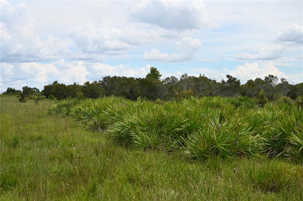 County Line Road East Fort Meade, FL 33841 - Photo 21 of 25
