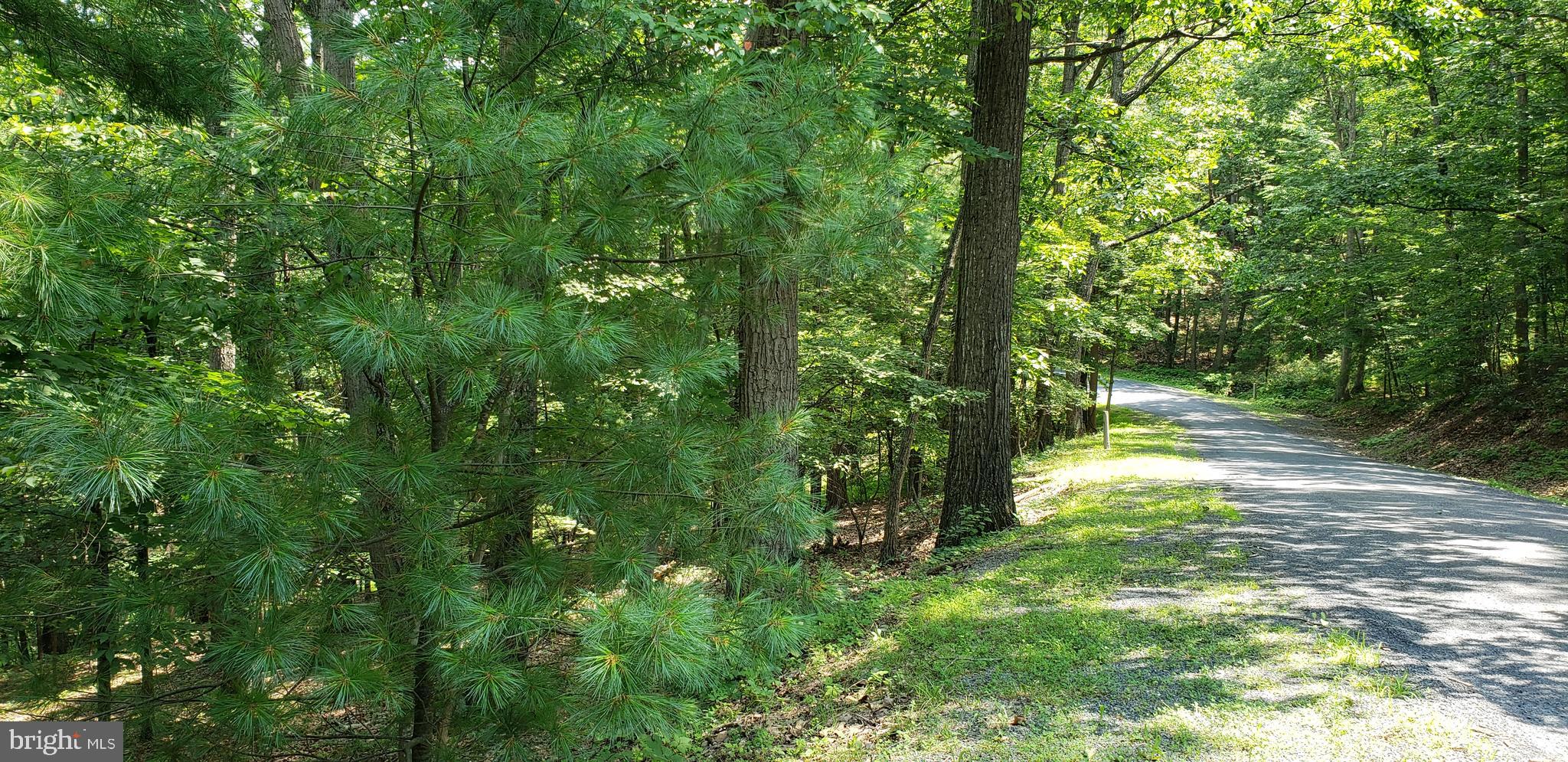 . Ryan Road Mount Jackson, VA 22842 - Photo 1 of 3 a view of outdoor space and trees