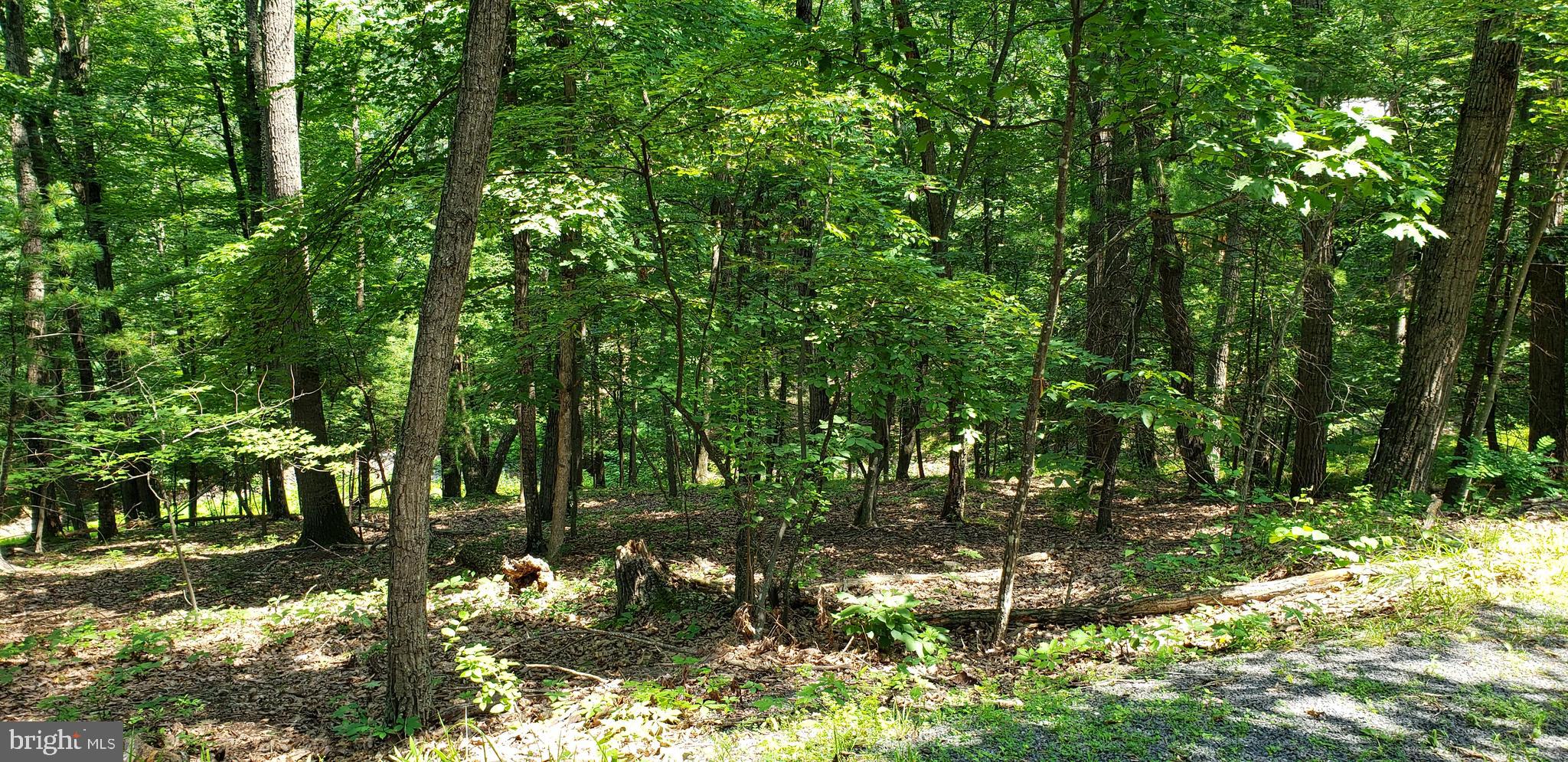 . Ryan Road Mount Jackson, VA 22842 - Photo 2 of 3 a view of yard