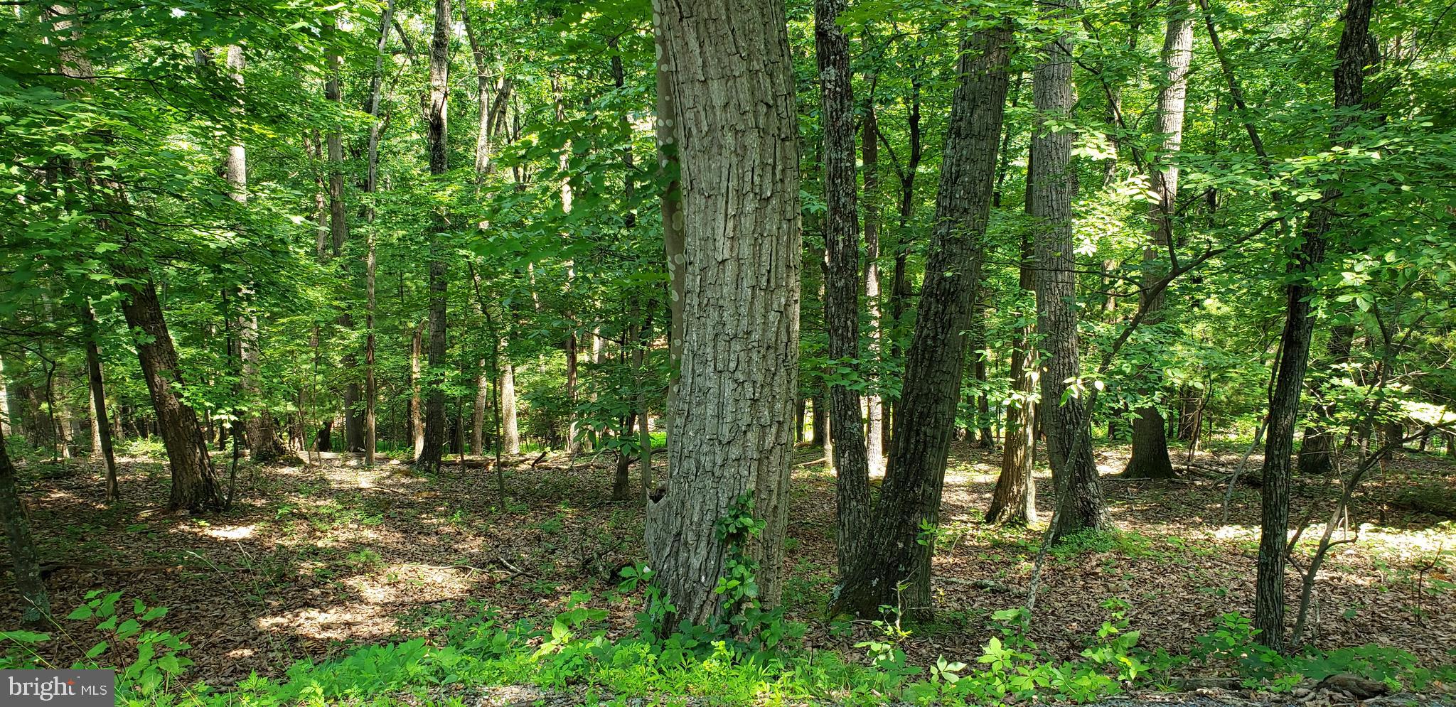 . Ryan Road Mount Jackson, VA 22842 - Photo 3 of 3 a view of outdoor space and trees