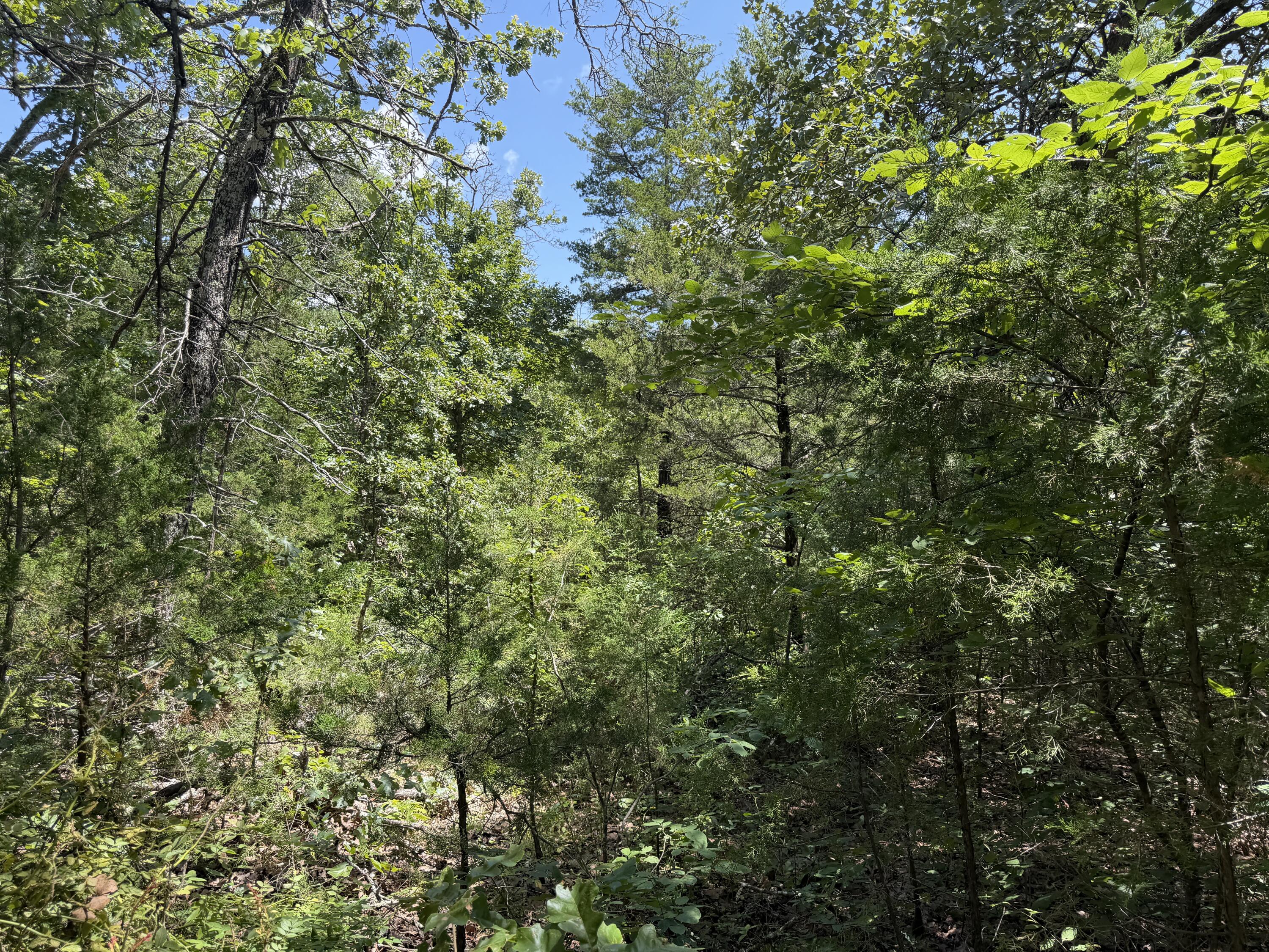 0 Ranch Road Willow Springs, MO 65793 - Photo 10 of 15 IMG_1957 2