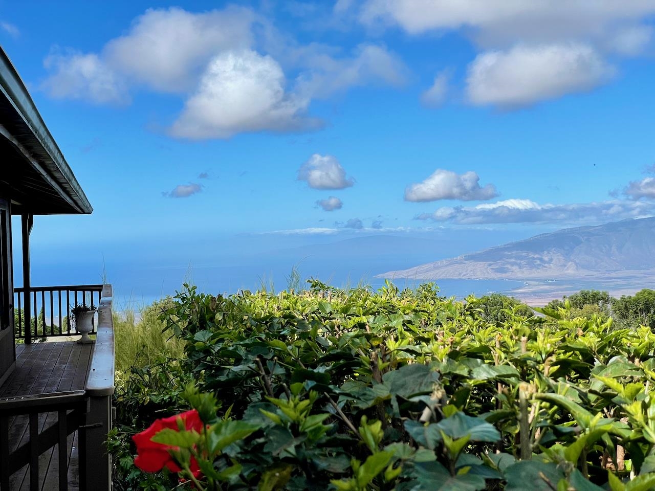 77 Kahoea Place Kula, HI 96790 - Photo 40 of 44 a view of a flower in a garden