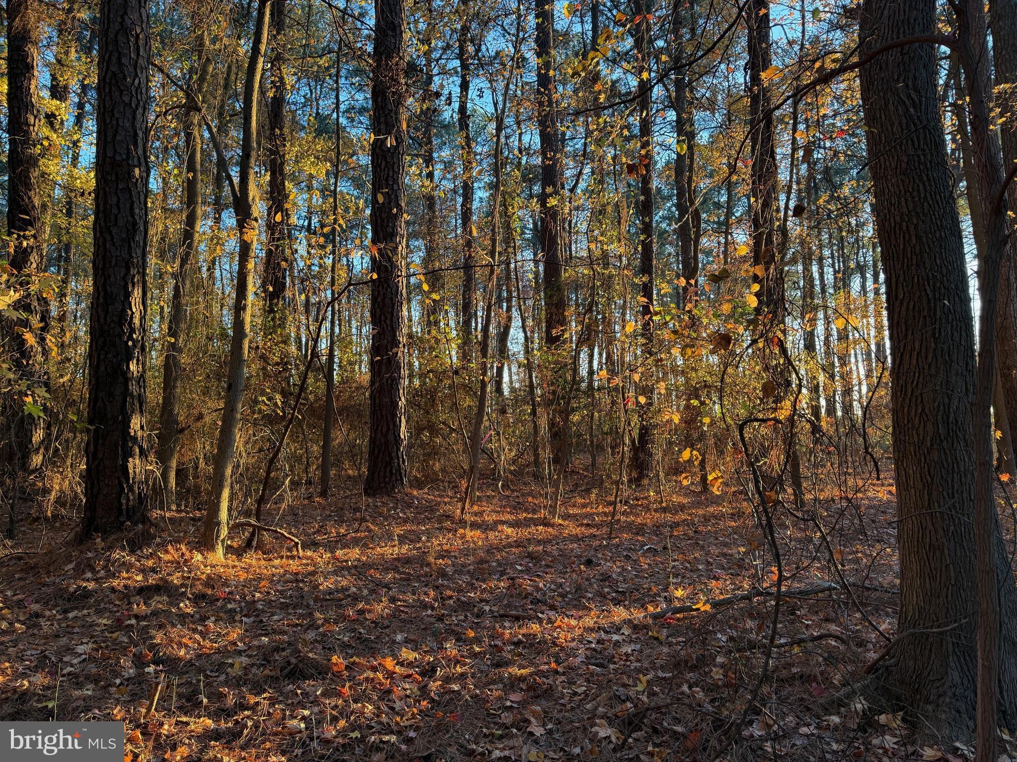 Camp Merryelande Road Piney Point, MD 20674 - Photo 16 of 22