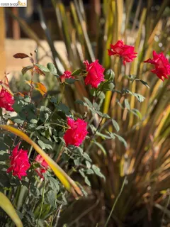 $995,000 | 6741 Snake Road, Oakland, CA 94611