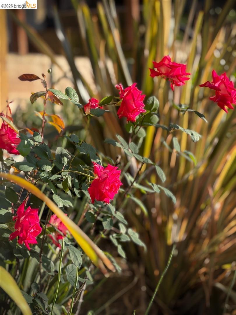 6741 Snake Road Oakland, CA 94611 - Photo 29 of 34