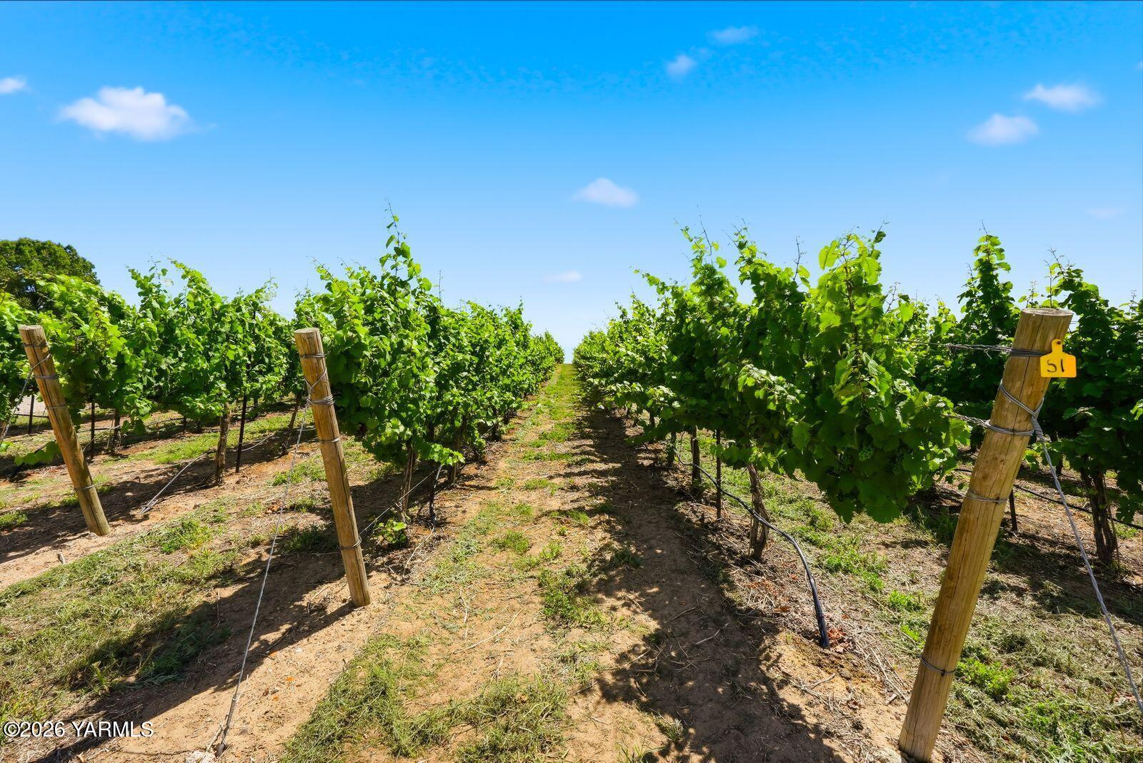 170732 Olsen Road Grandview, WA 98930 - Photo 44 of 58 42 Vineyard