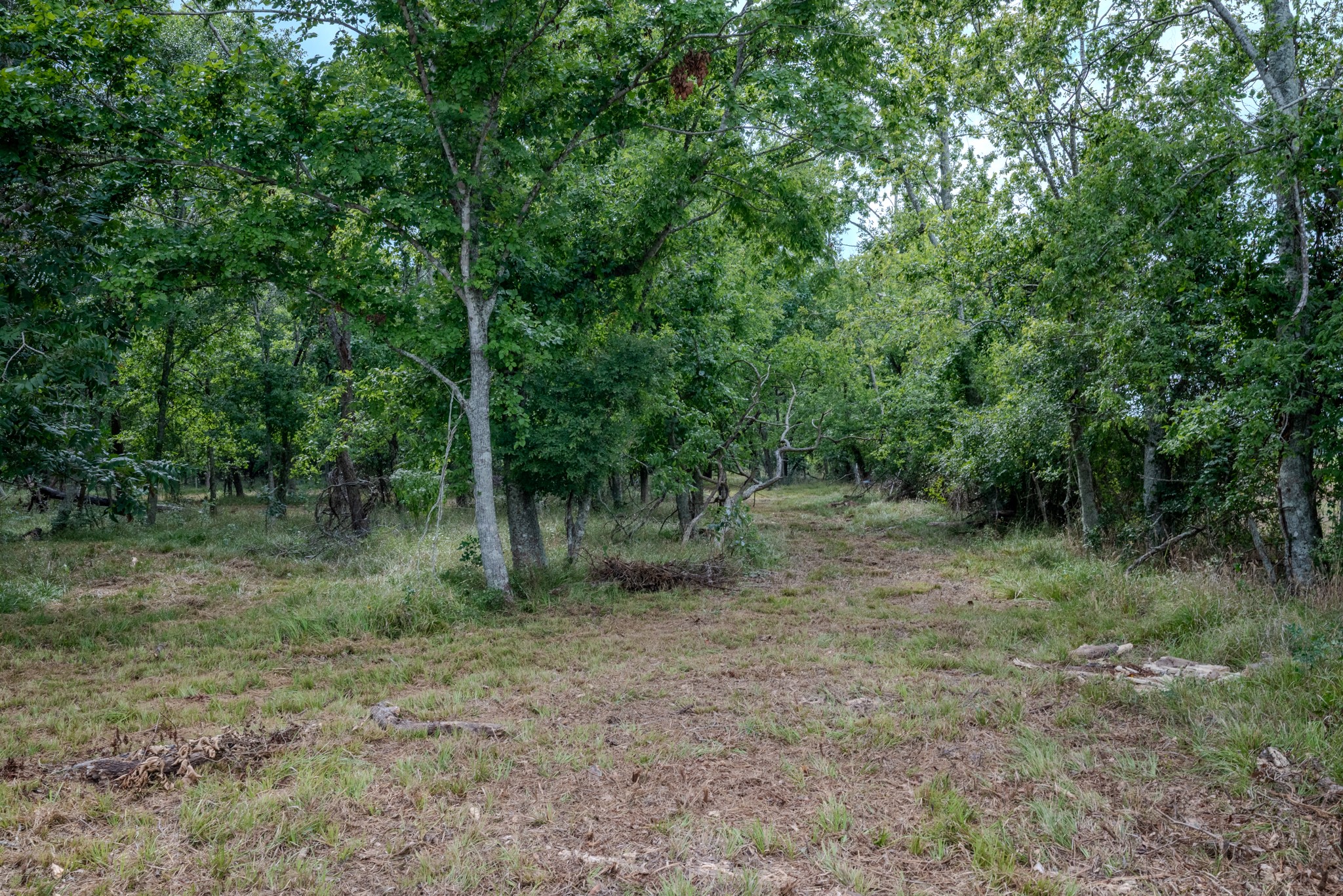 2 Charlie Meyer Road Damon, TX 77430 - Photo 16 of 35 a view of a forest with trees in the background