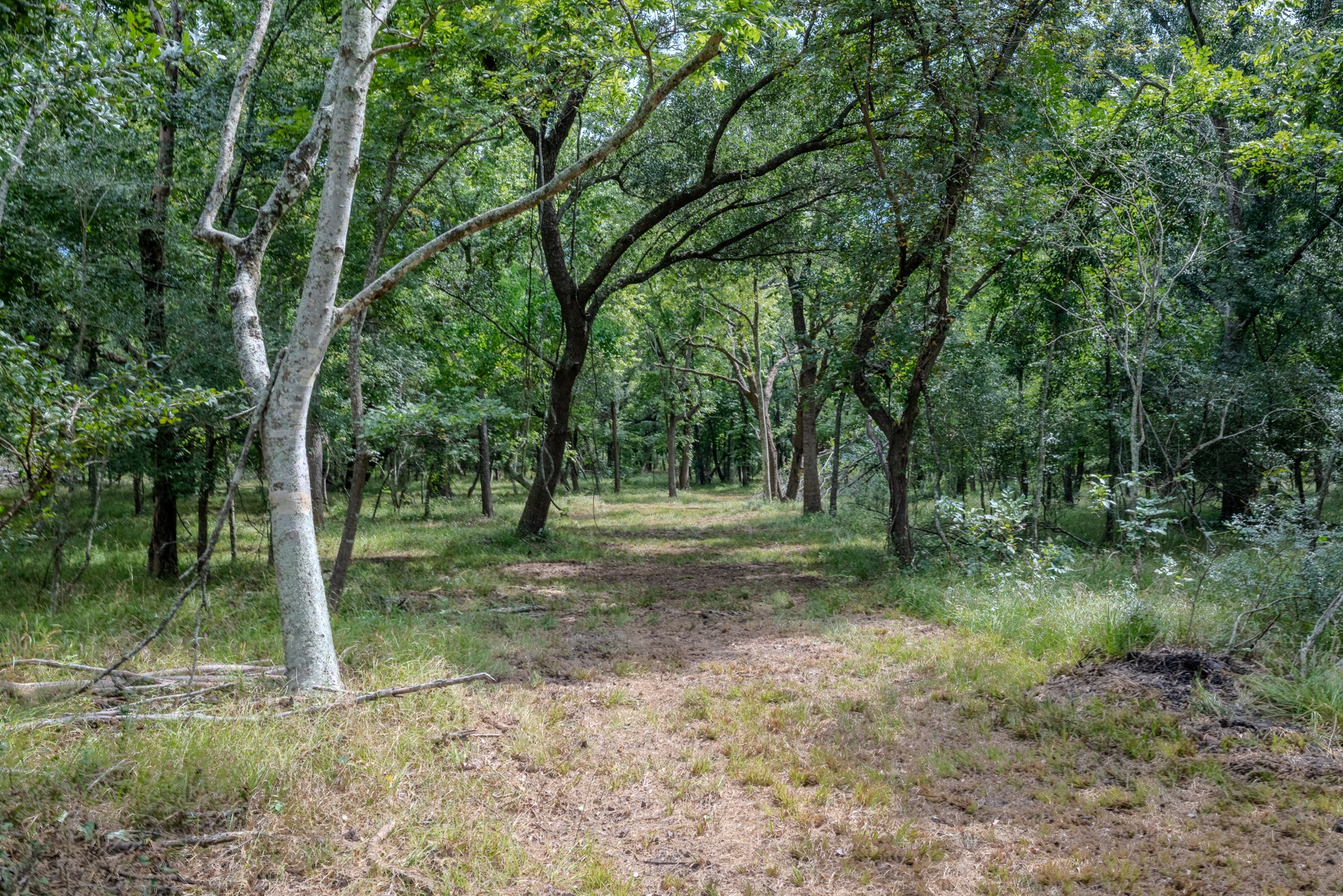 2 Charlie Meyer Road Damon, TX 77430 - Photo 17 of 35 a view of a forest with trees in the background