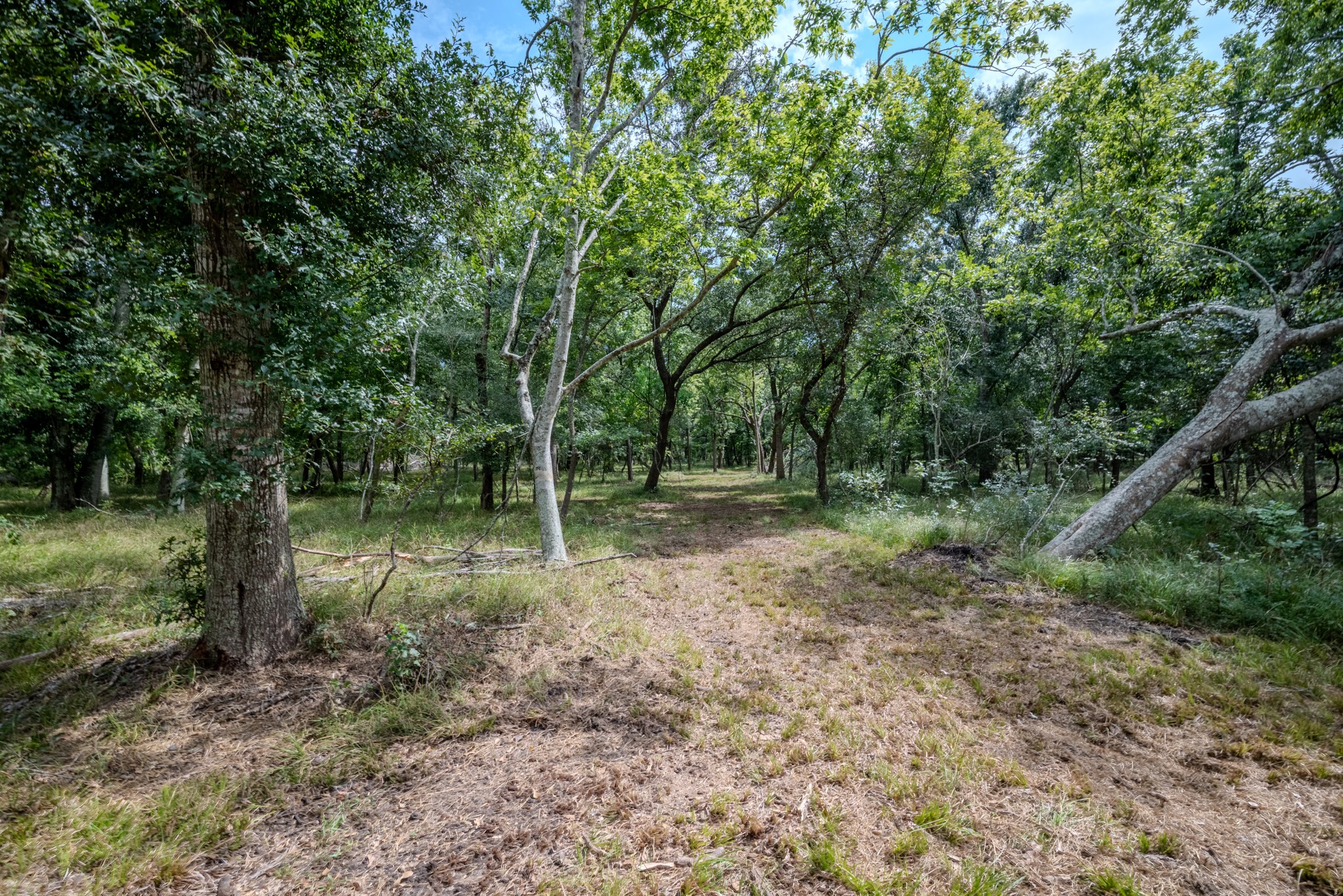 2 Charlie Meyer Road Damon, TX 77430 - Photo 18 of 35 a view of a forest with trees in the background