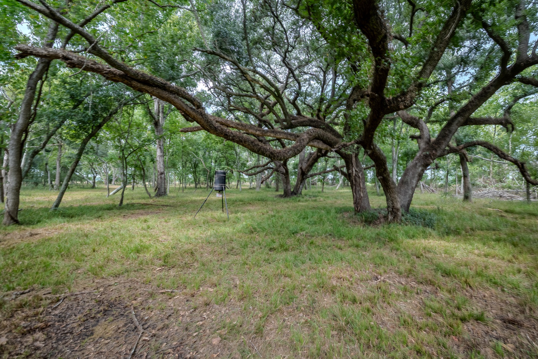 2 Charlie Meyer Road Damon, TX 77430 - Photo 20 of 35 a view of outdoor space with trees all around